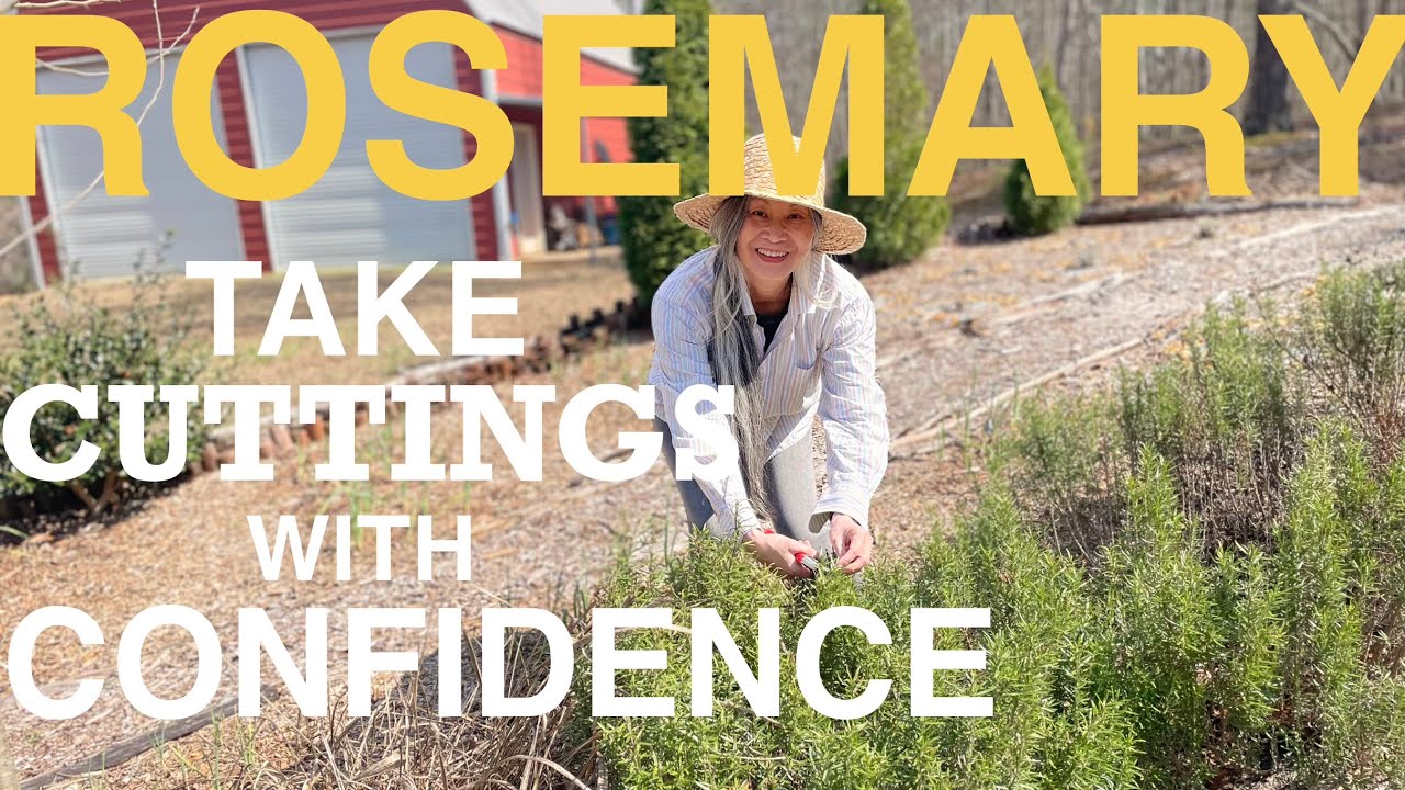 How to Take Rosemary Cuttings the Successful Way🌿