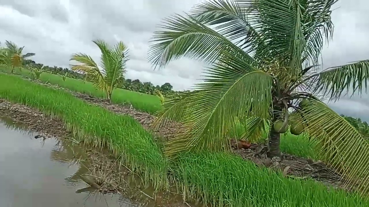 Sawah Milik Romo Kiyai M. Anas Komarudin Rois Surya Kec M.Jaya paret 1 Upang,