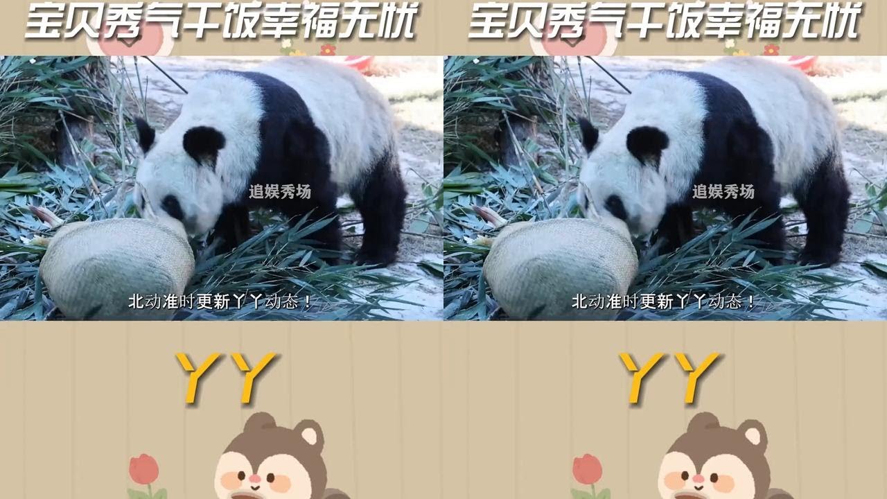 北动准时更新丫丫动态！大胖丫脸蛋子都嘟噜了#丫丫 #熊猫 #国宝 #丫丫胖了