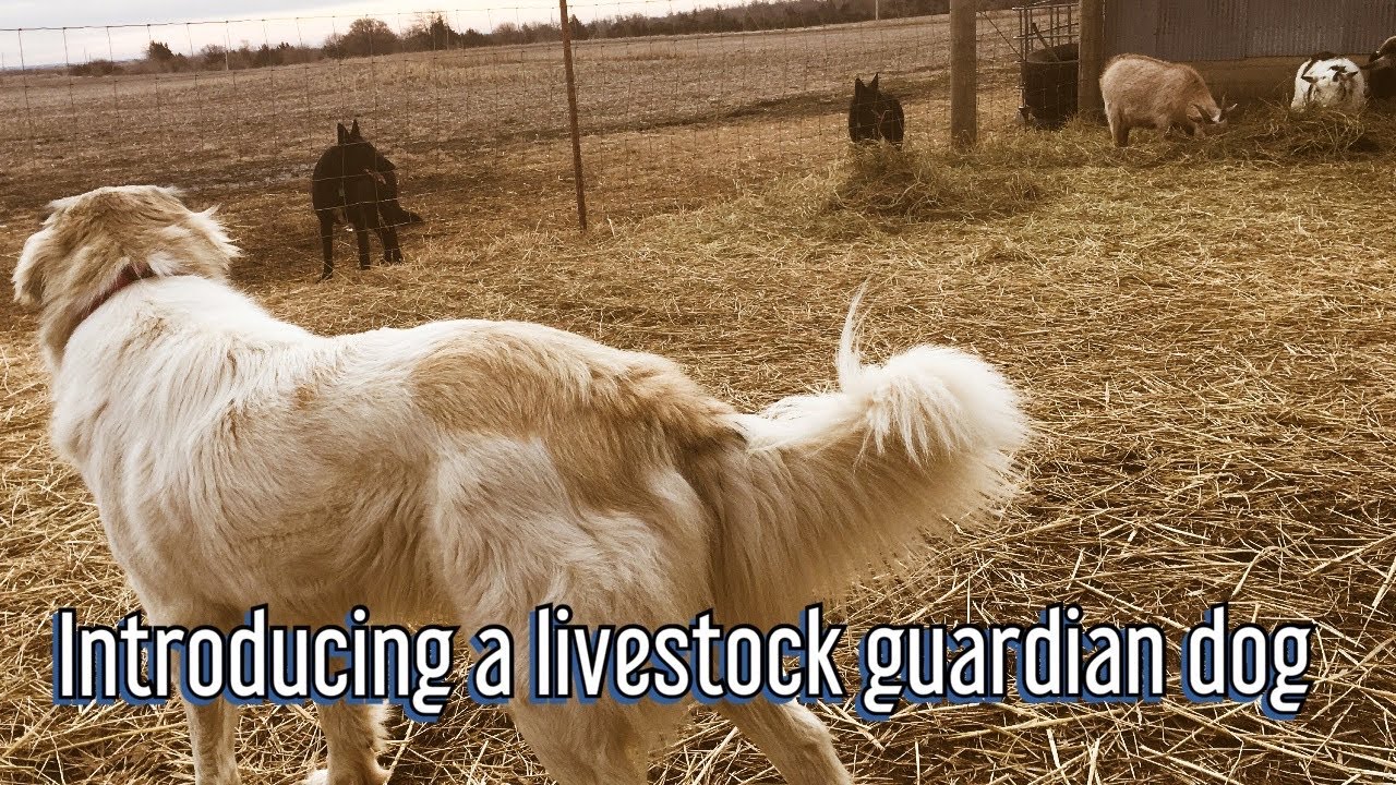 Introducing a livestock guardian dog to our farm