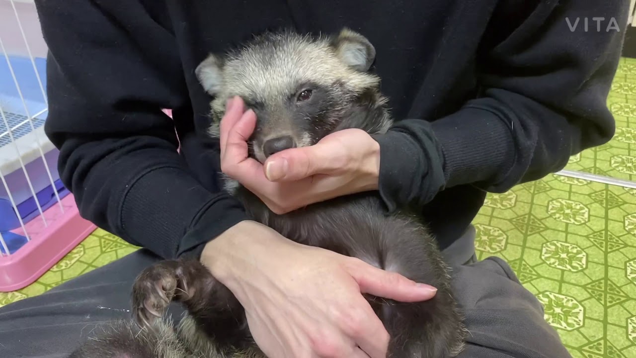 ぽん子の日常2 #たぬき#狸#タヌキ#大型犬#大型犬のいる生活#シェパード#猫