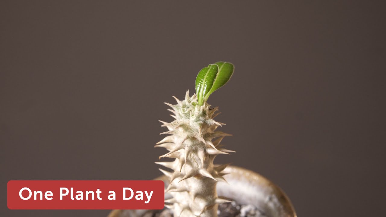 Pachypodium densiflorum var. Nova Houseplant Care — 293 of 365