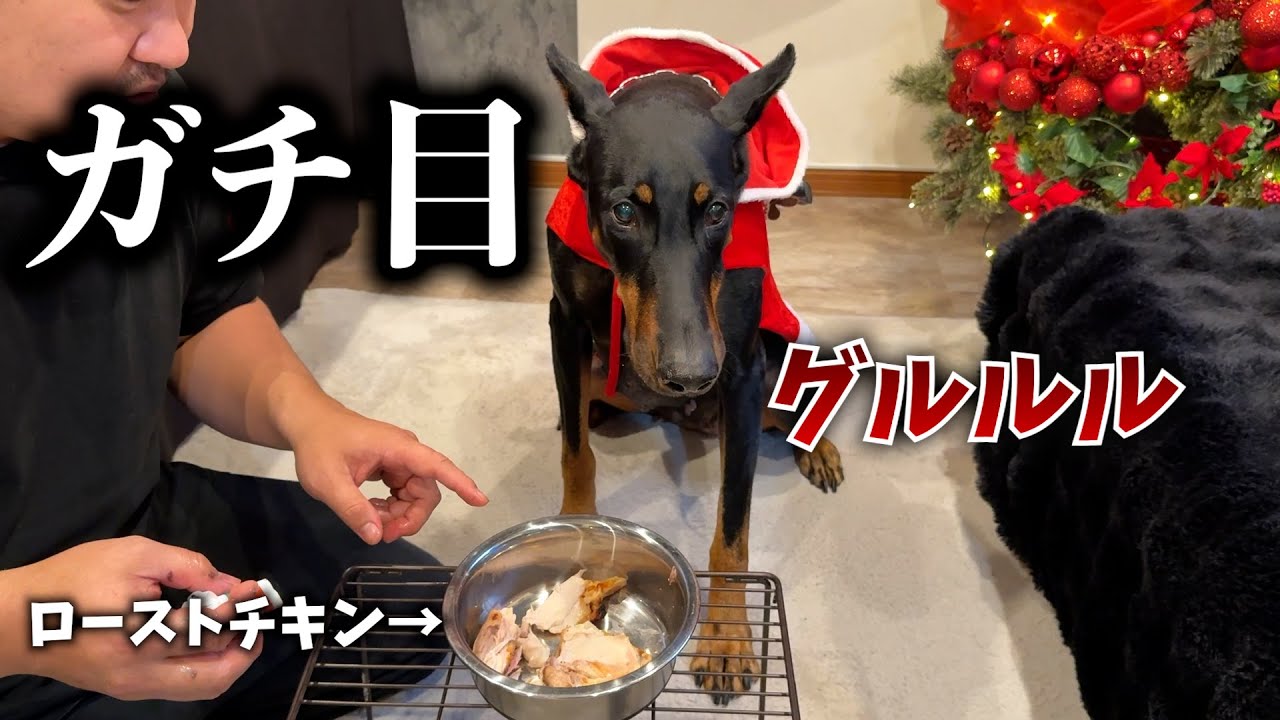 好物を前に見えない敵に威嚇するドーベルマン