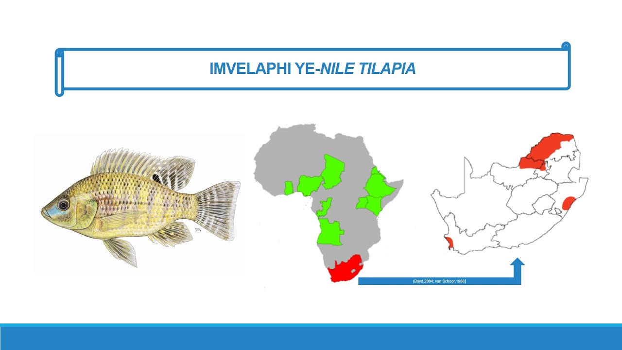 FW5 Episode 6 - Nile tilapia vs Mozambique tilapia