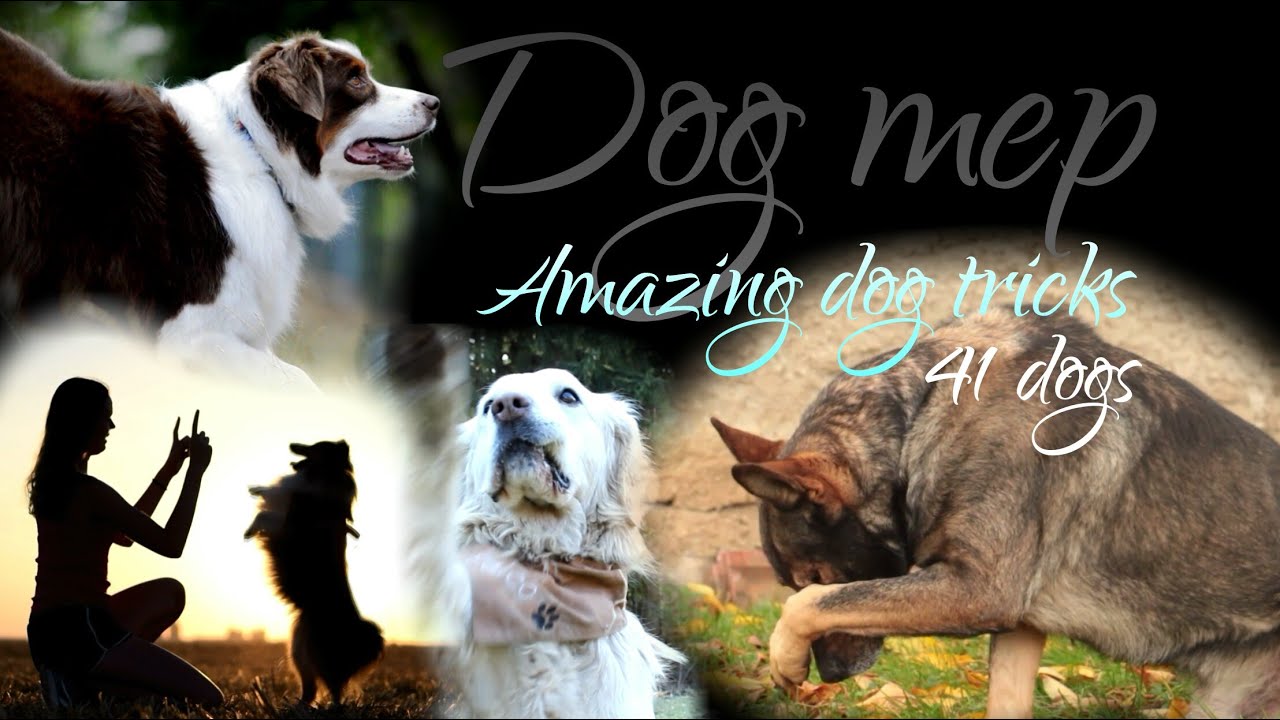 Dog MEP - Dog tricks by 41 dogs