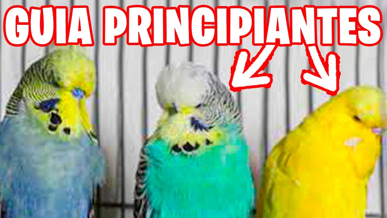 GUIA PARA PRINCIPIANTES CON PERIQUITOS