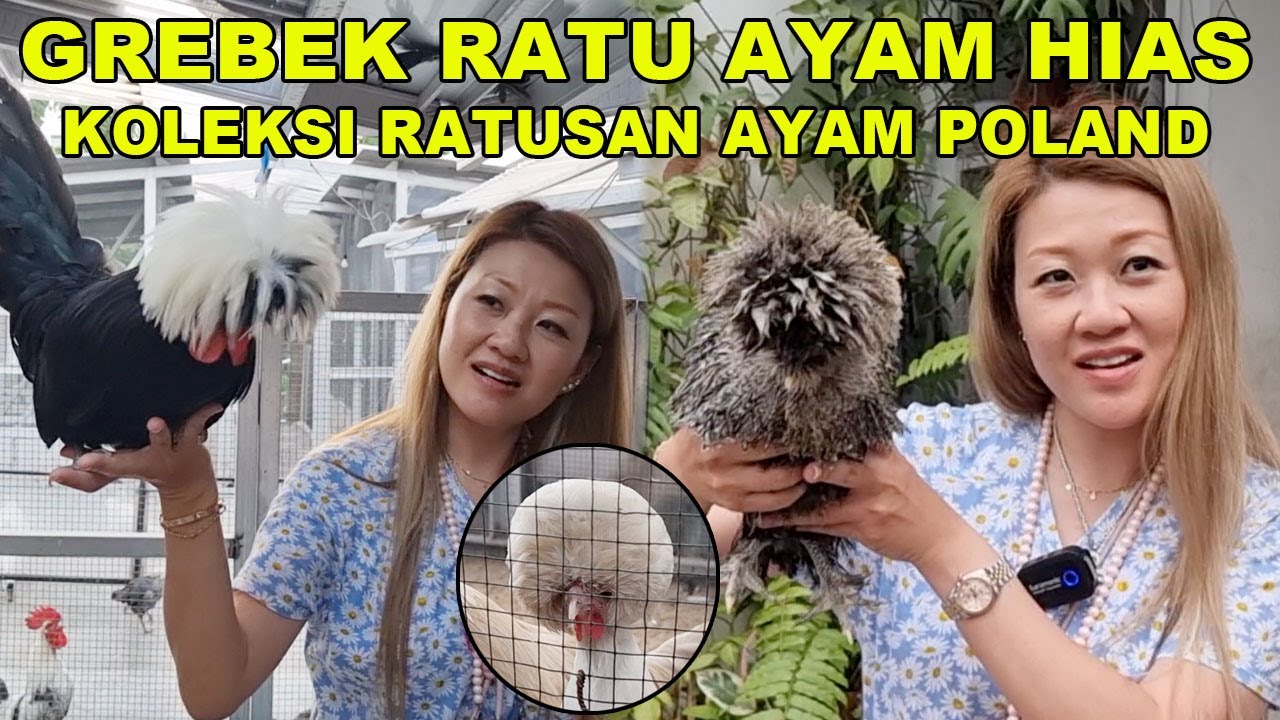 GREBEK KOLEKSI RATU AYAM HIAS INDONESIA - DAMOUR FARM - AYAM POLAND