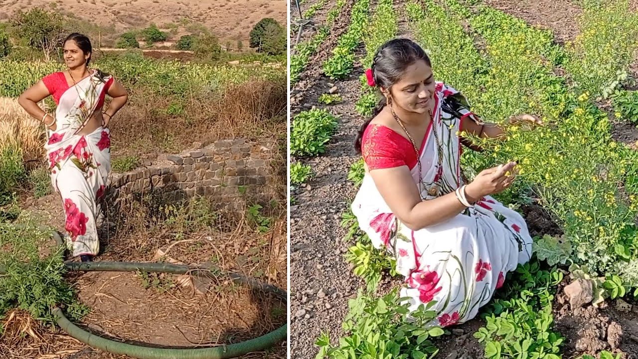 Village Life Vlog!!🌸 Harvesting ........... My farm ,