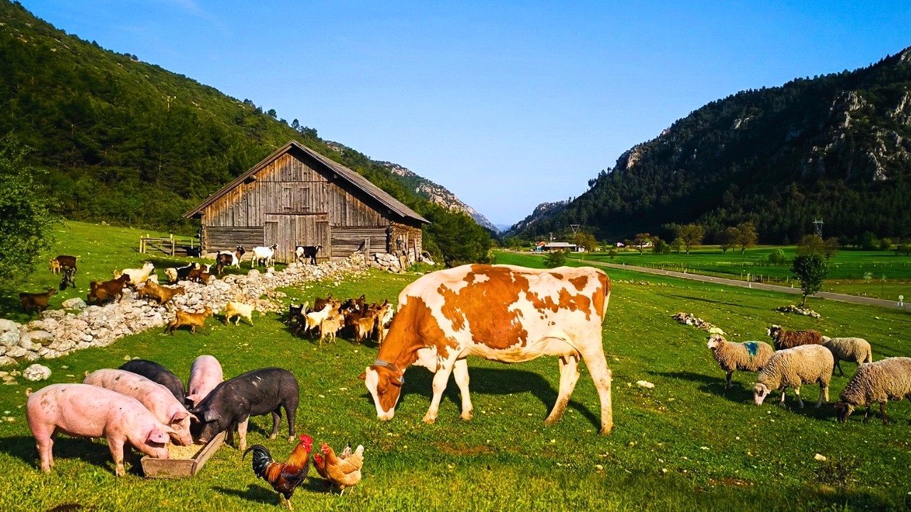 Relaxing Farm Sounds & Farm Animals 🌿 Peaceful Morning ASMR (4K)