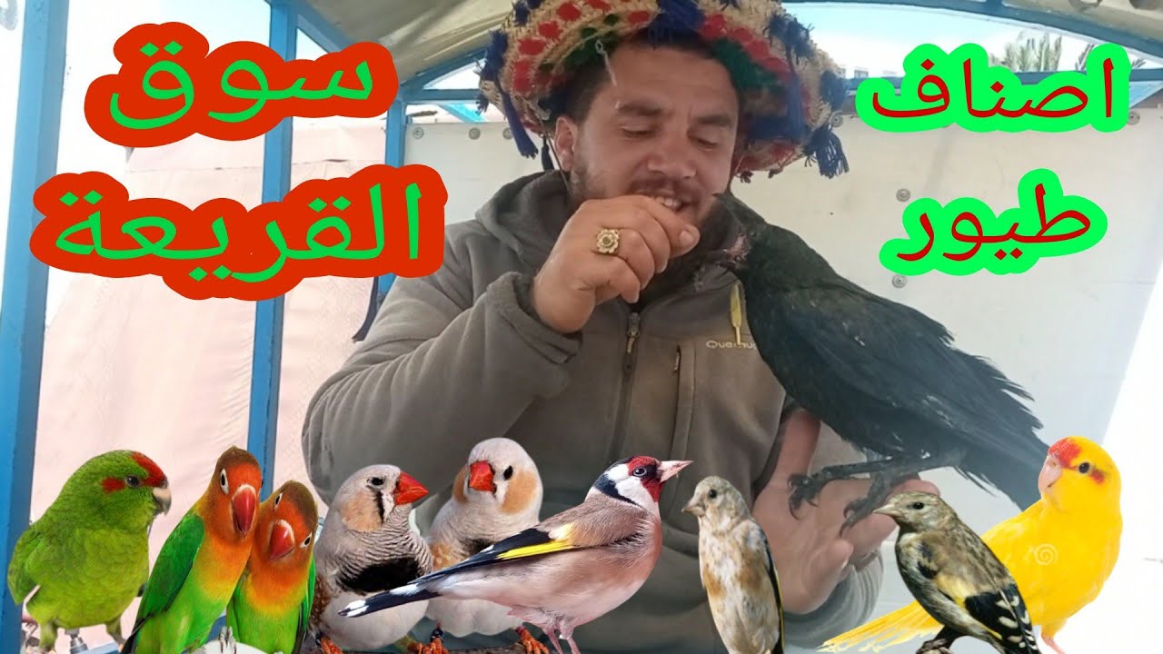 سوق القريعة لطيور 13 Mai يوم السبت فراخ الحسون ( القورع ) 170 دهم _ الفيشر _ لكروبيو _ كناري _ زيبرا