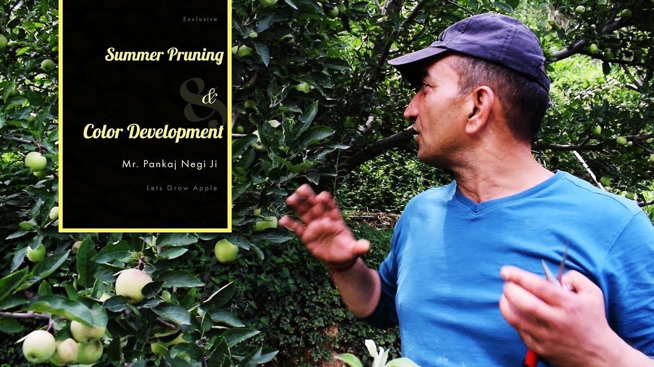 Summer Pruning And Color development talks | Mr Pankaj Negi JI