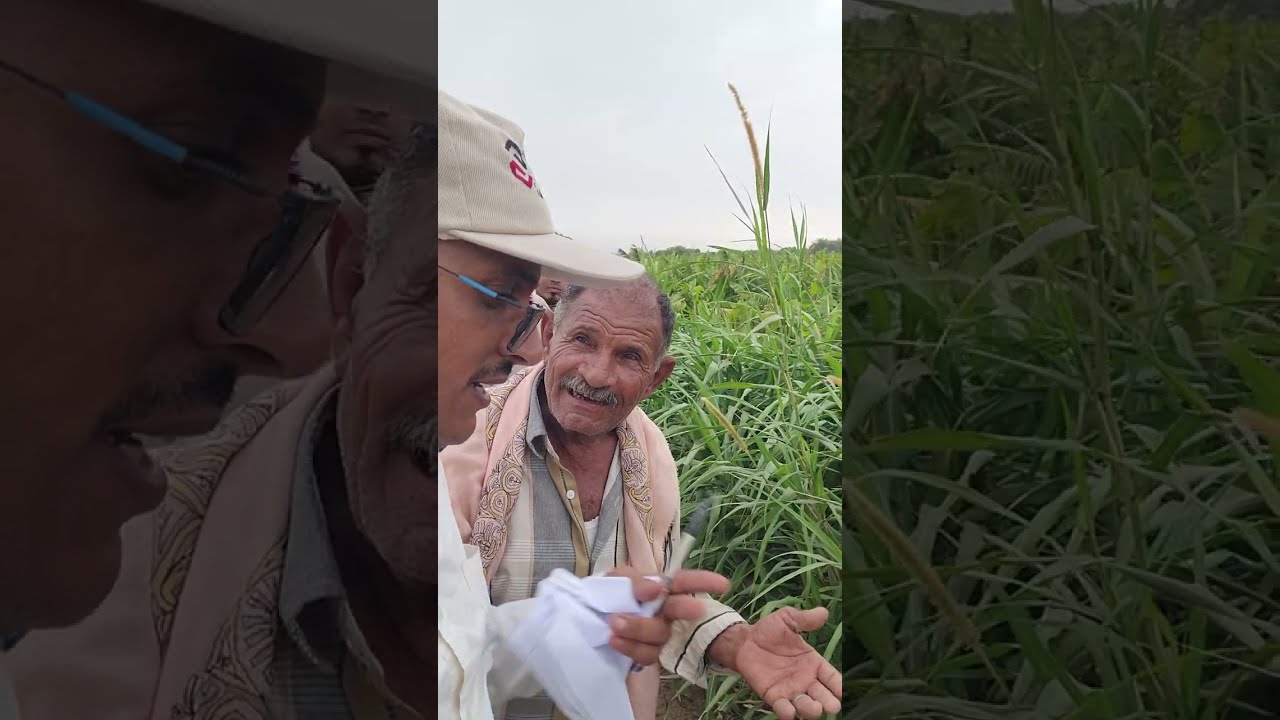 اعلاف تهامة اليمن