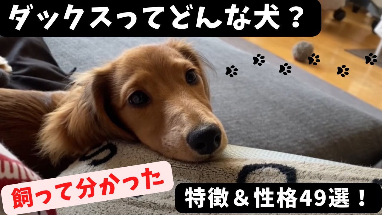 ダックスってどんな犬？特徴&性格49選【ミニチュアダックスフンド】What kind of dog is a dachshund? Traits & Personality