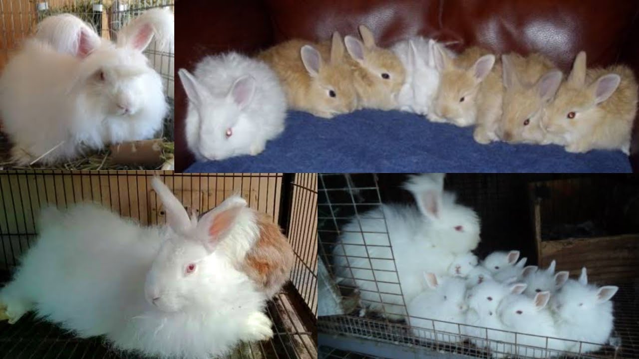 Flemish giant Biggent Rabbit + Angora rabbit Farm in Punjab @HSN Entertainment