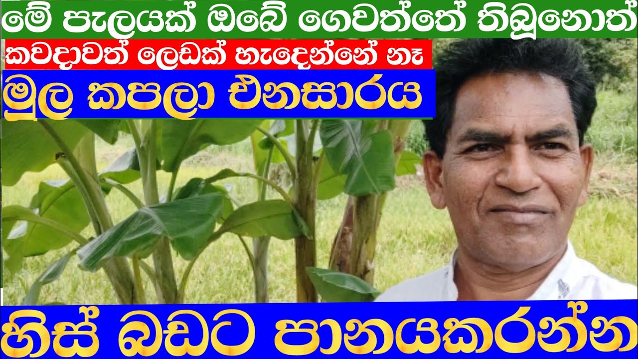 මේ පැලයක් ඔබේ නිවසේ තිබූනොත් කවදාවත්ම ලෙඩරෝගයක්නමි හැදෙන්නේ නෑ