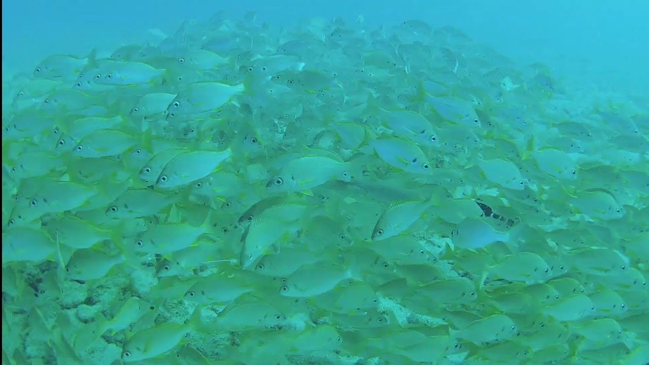 DAY 1 WITH BLUE WATER DIVING AT PUERTO RICO GRAN CANARIA