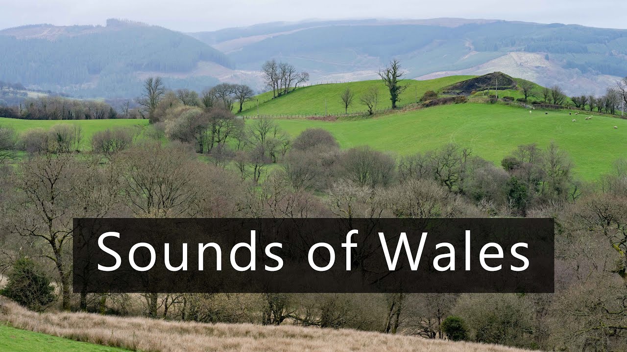 Rainy morning in Wales - Countryside sounds