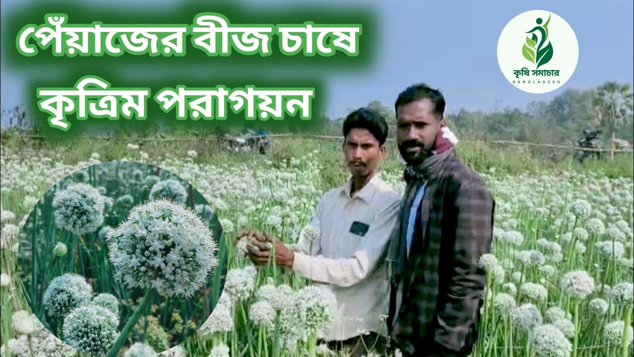 পেঁয়াজের বীজ চাষে কৃত্রিম  পরাগায়ন  #কৃত্রিম পরাগায়ন #agriculture #farmer ##farming 