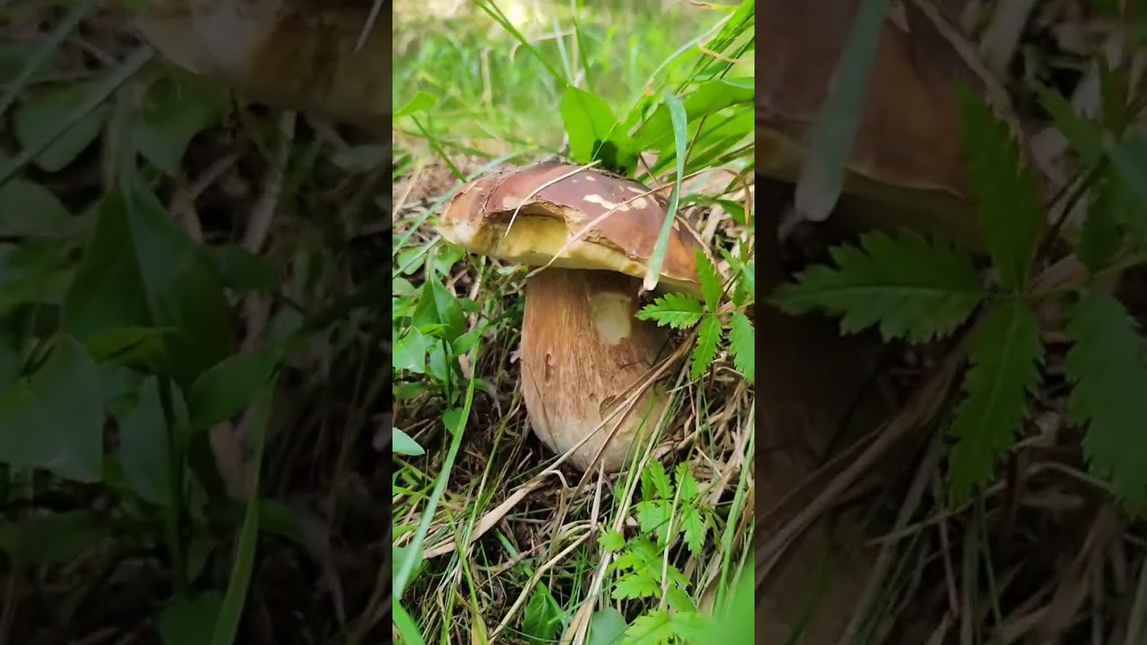 magnifiche scoperte nel bosco 
