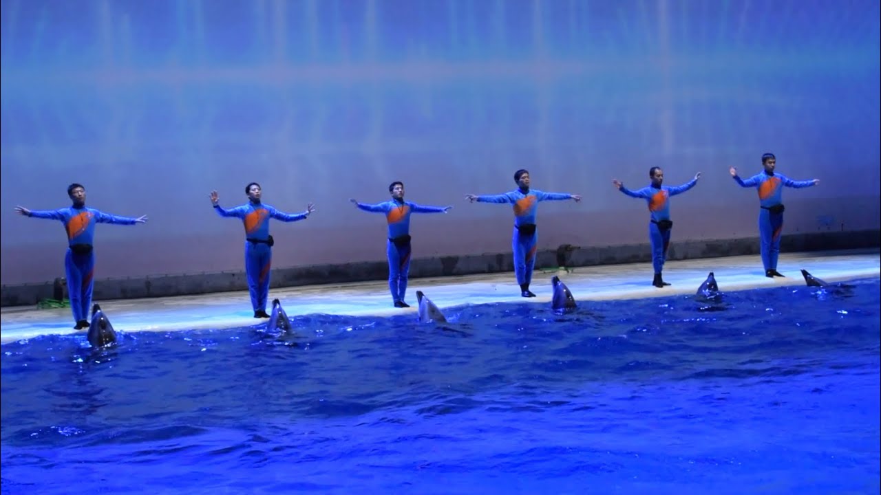 Shanghai Haichang Ocean Park 上海海昌海洋公园 Dolphin Show (Full Show) December 9, 2023