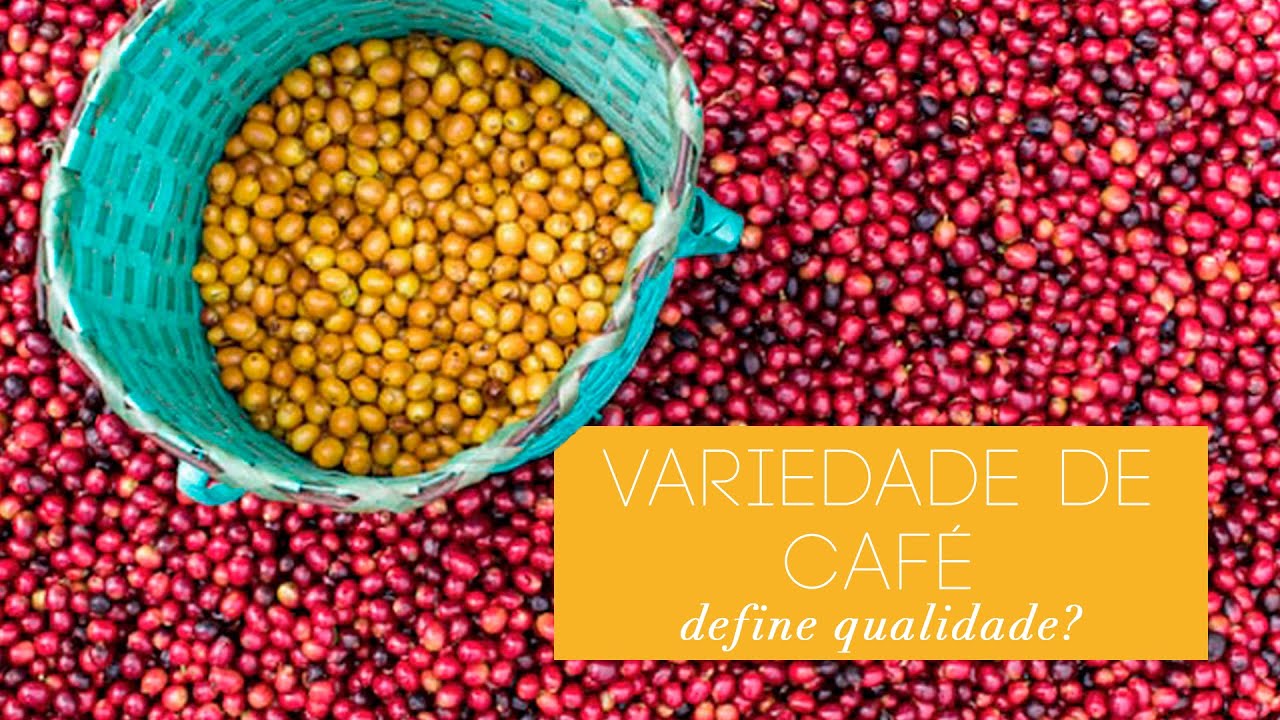 Variedade de caf&eacute; define qualidade?