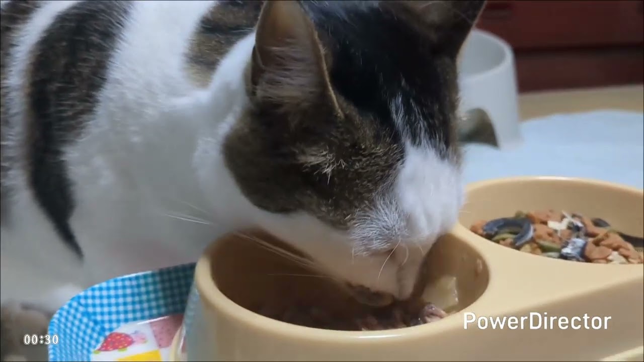 ニャアの夕食タイムトライアル(20260128)