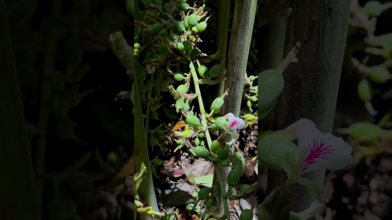 Green raw cardamom flower and fruits #cardamom #farming #plantation #spices #agriculture #spices
