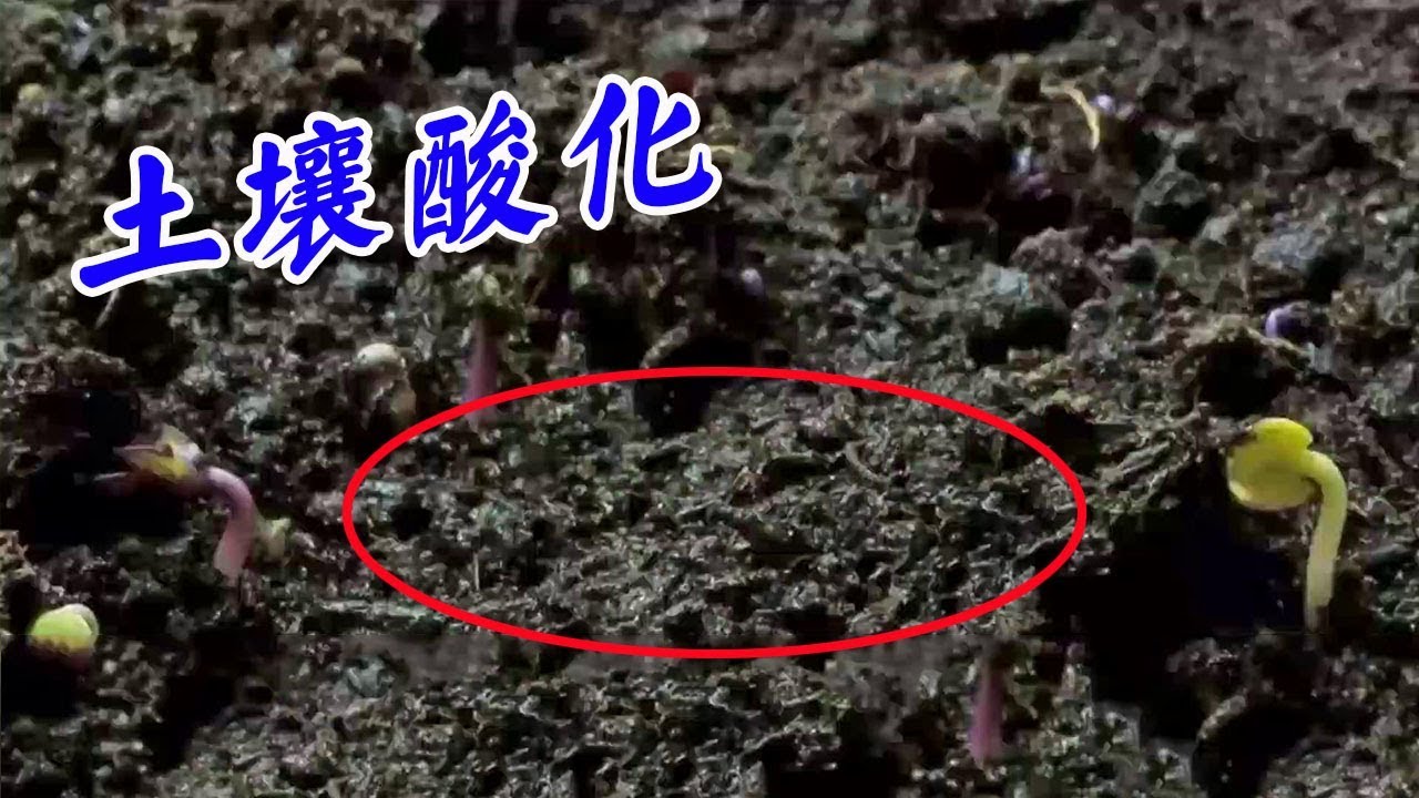 土壤越来越&ldquo;馋&rdquo;？其实是土壤酸化的原因，简单四步调理【付老师种植技术团队】
