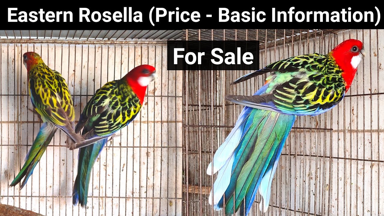 Eastern Rosella Bird Price and Basic information