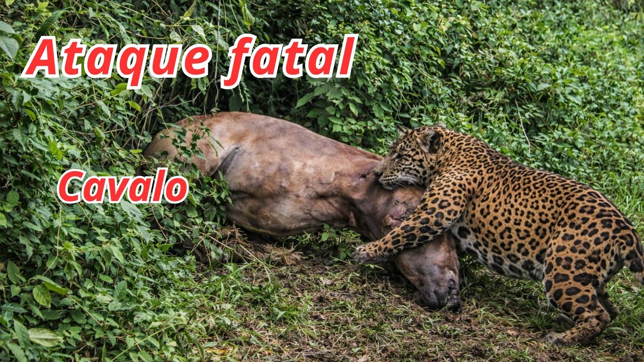 FATAL! ONÇA pegou o cavalo do meu amigo no meio do pasto e comeu quase tudo 