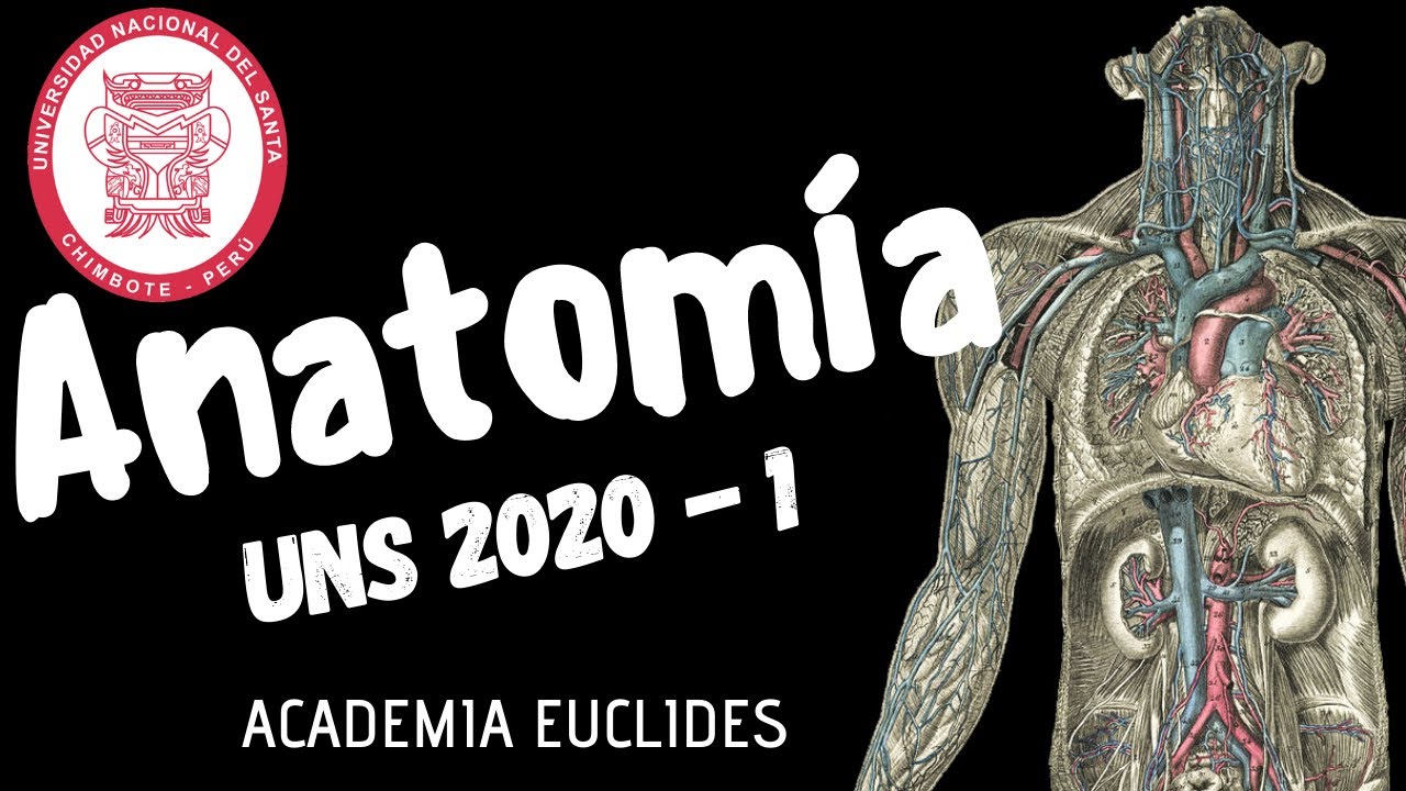 Examen UNS 2020 - 1 Anatom&iacute;a ✅ Universidad Nacional del Santa - Examen Ordinario.