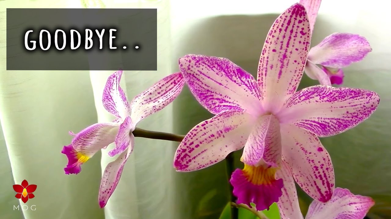 I lost a Limited Edition Orchid 😭 - Rare Orchids I will (probably) never find again..