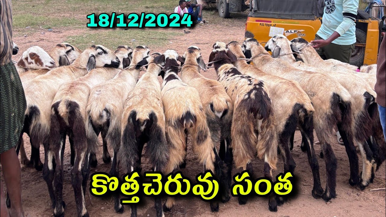 kothacheruvu market every wednesday #kothacheruvugoatsheepmarket