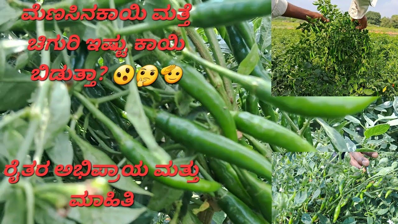 ಮೆಣಸಿನಕಾಯಿ ಮತ್ತೆ ಚಿಗುರಿ ಇಷ್ಟು ಕಾಯಿ ಬಿಡುತ್ತಾ? 🤔🫢🫨🫡 ಮೆಣಸಿನಕಾಯಿ ಕೃಷಿ ರೈತರ ಮಾಹಿತಿ | chilli 🌶 farming