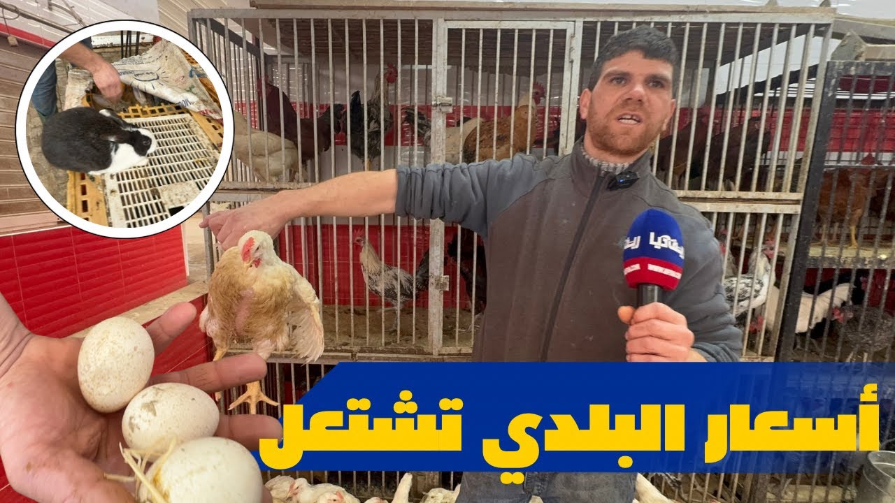 ارتفاع كبير في أسعار الدجاج البلدي بالناظور 