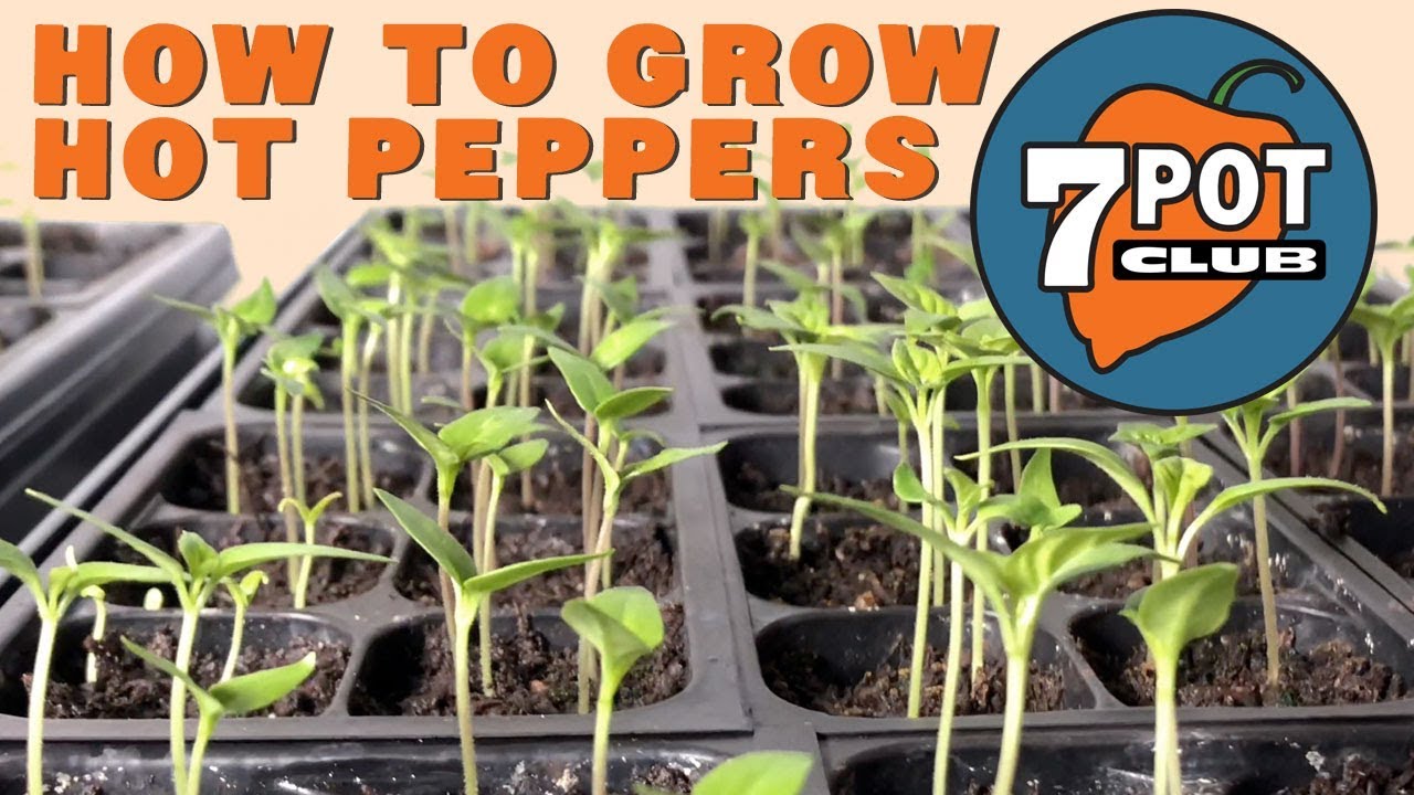 How to grow hot peppers from seed - 7 Pot Club