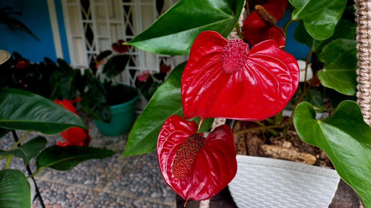 Por esto recomiendo el sustrato de palo podrido - nuevas flores en mi jardín!!