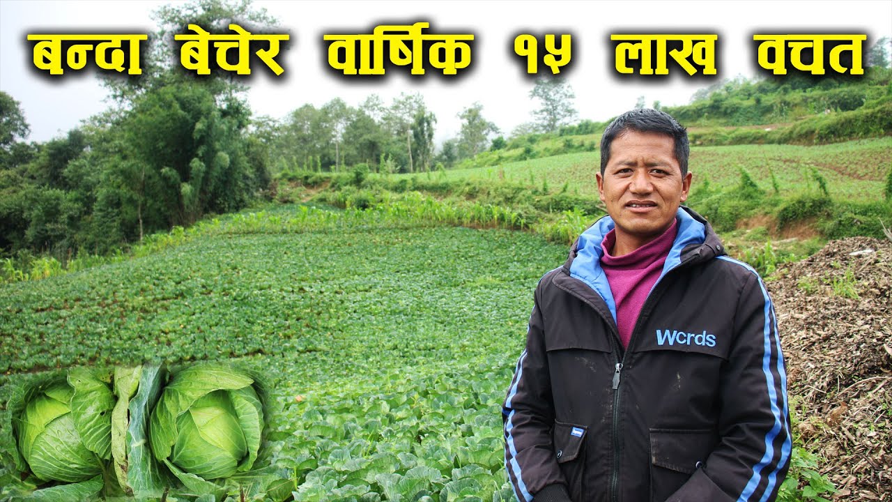 ९० रोपनी जग्गामा बन्दा कोभीको खेती,वार्षिक १५ लाख वचत - Cabbage farming in the village