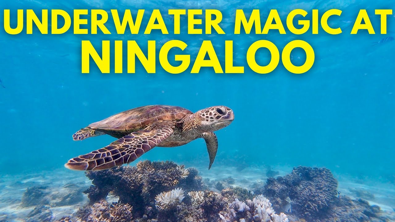 4WD Caravan Adventure: South Lefroy to Osprey Campground WA |  Snorkelling Ningaloo Coast