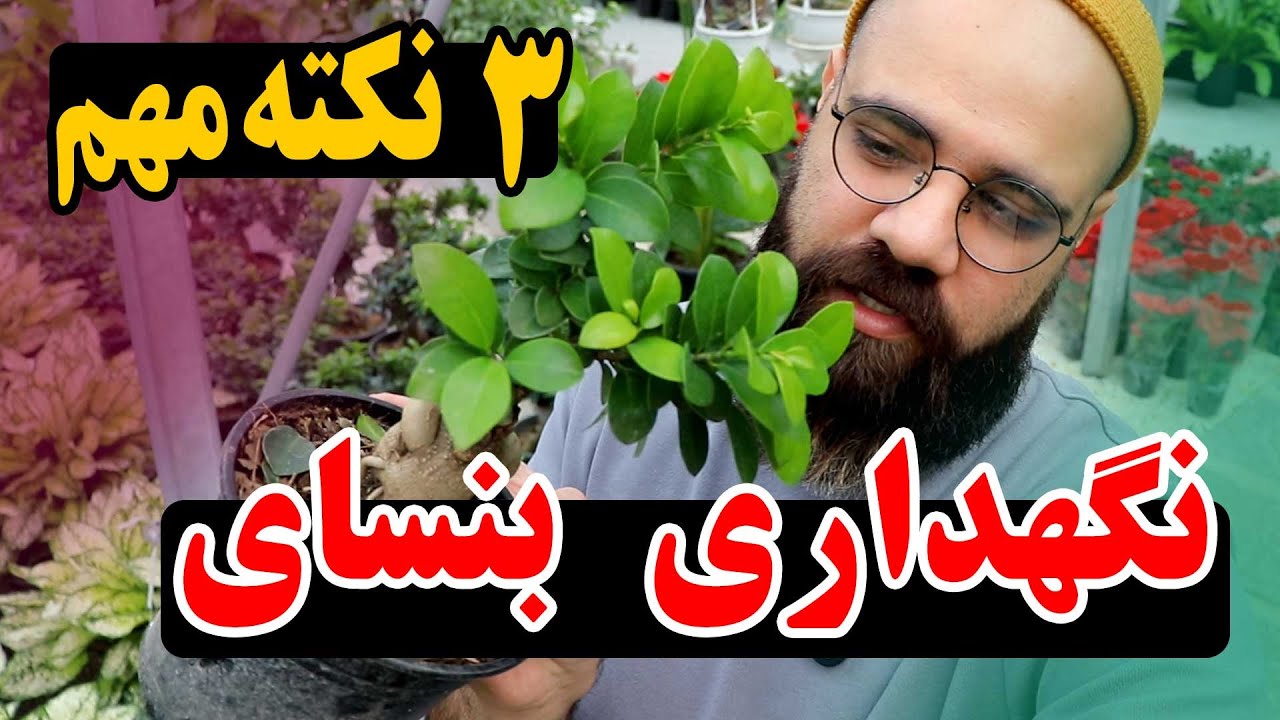 این اشتباهات بن سای شما رو نابود میکنه | آموزش صفر تا صد مراقبت از بنسای جنسینگ در خانه