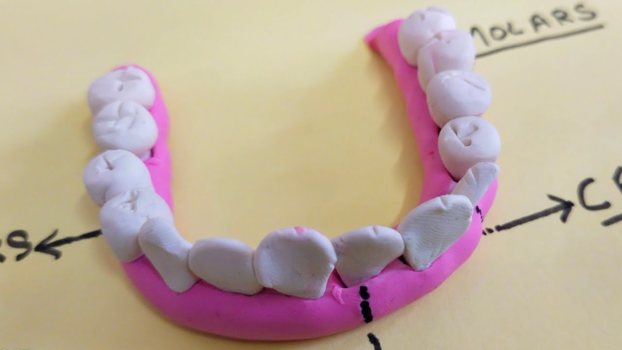 Denture Making Idea With Clay For School Projects | Easy Method 