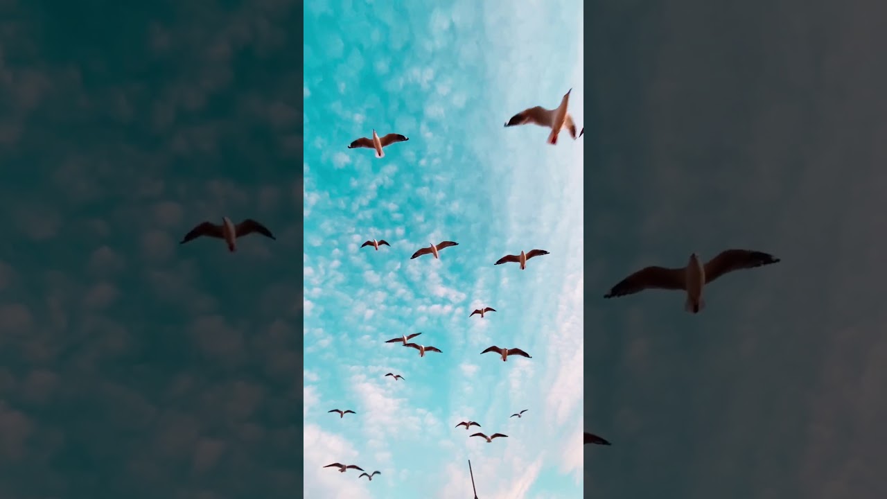 H I D E A W A Y [Vertical Video]