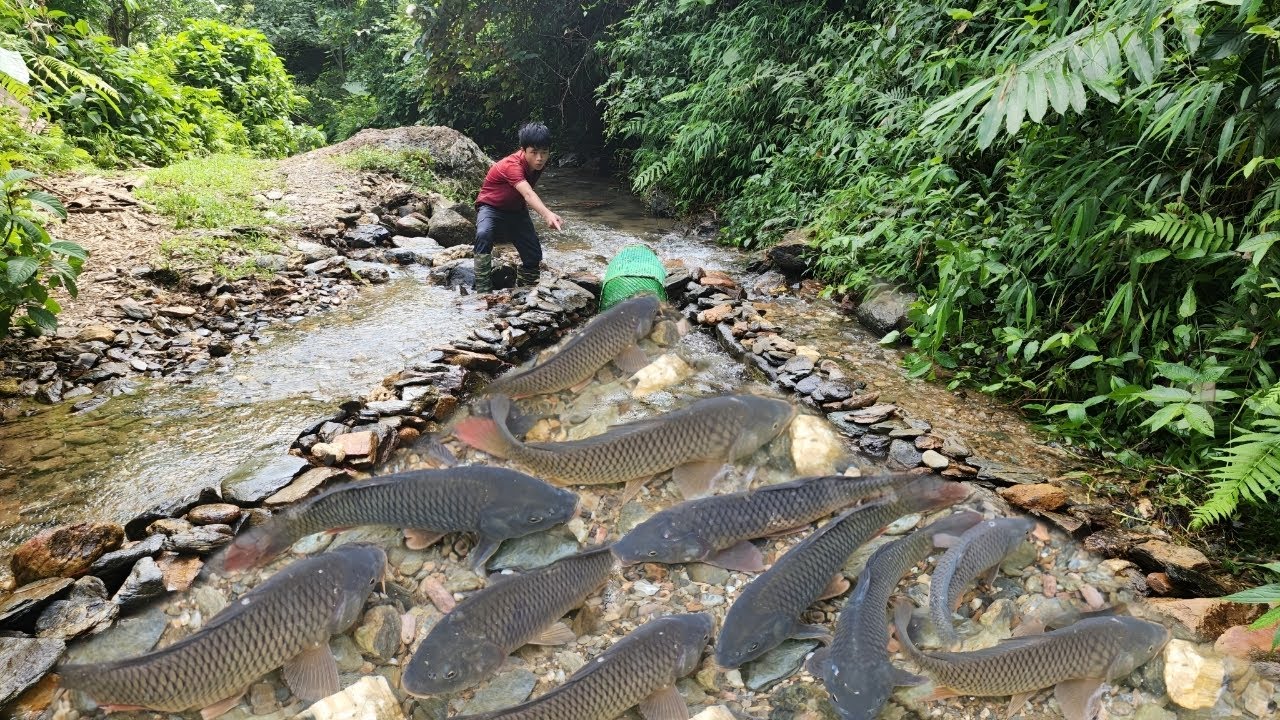 The boy spotted a school of carp in the stream. He immediately set a trap there and caught many fish
