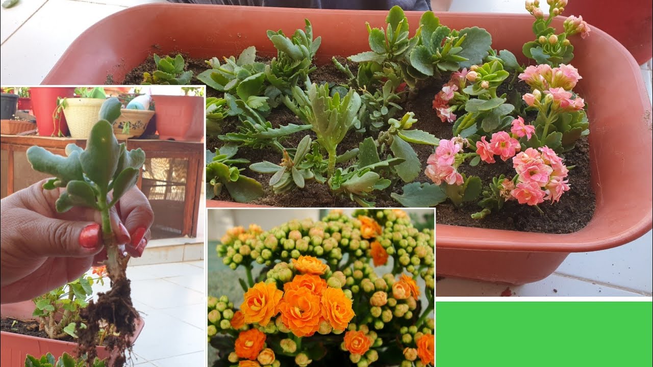 How to Save Kalanchoe After Winter || How to Grow Kalanchoe by Cutting || Fun Gardening