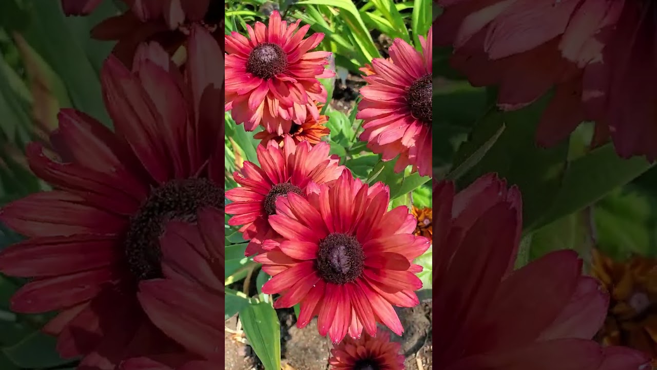 Plant of the day:  Rudbeckia 