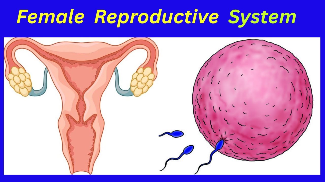 Part 2: Female Reproductive System/ የሴት ስርአተ መራቦ
