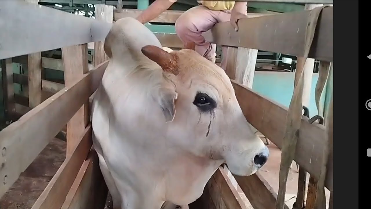 Ajudando Touro Reprodutor Nelore