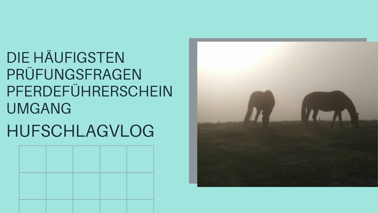 Die häufigsten Prüfungsfragen Pferdeführerschein Umgang