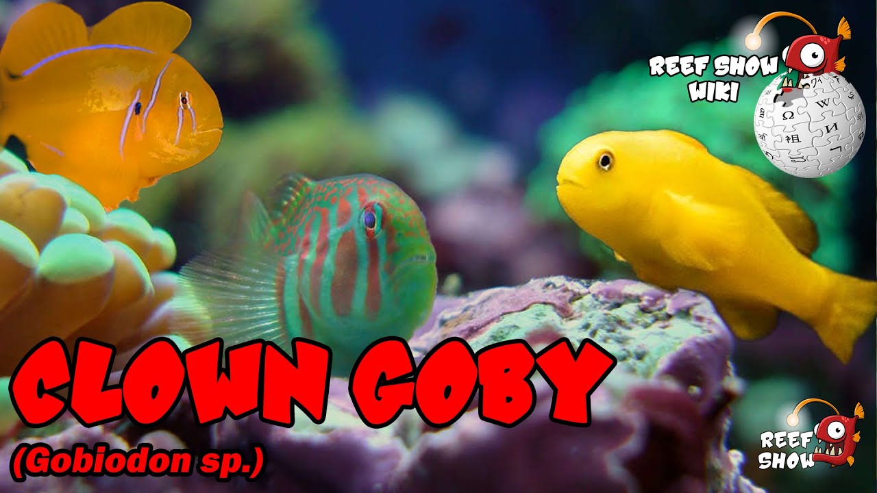 Reef Show Wiki: Clown Goby