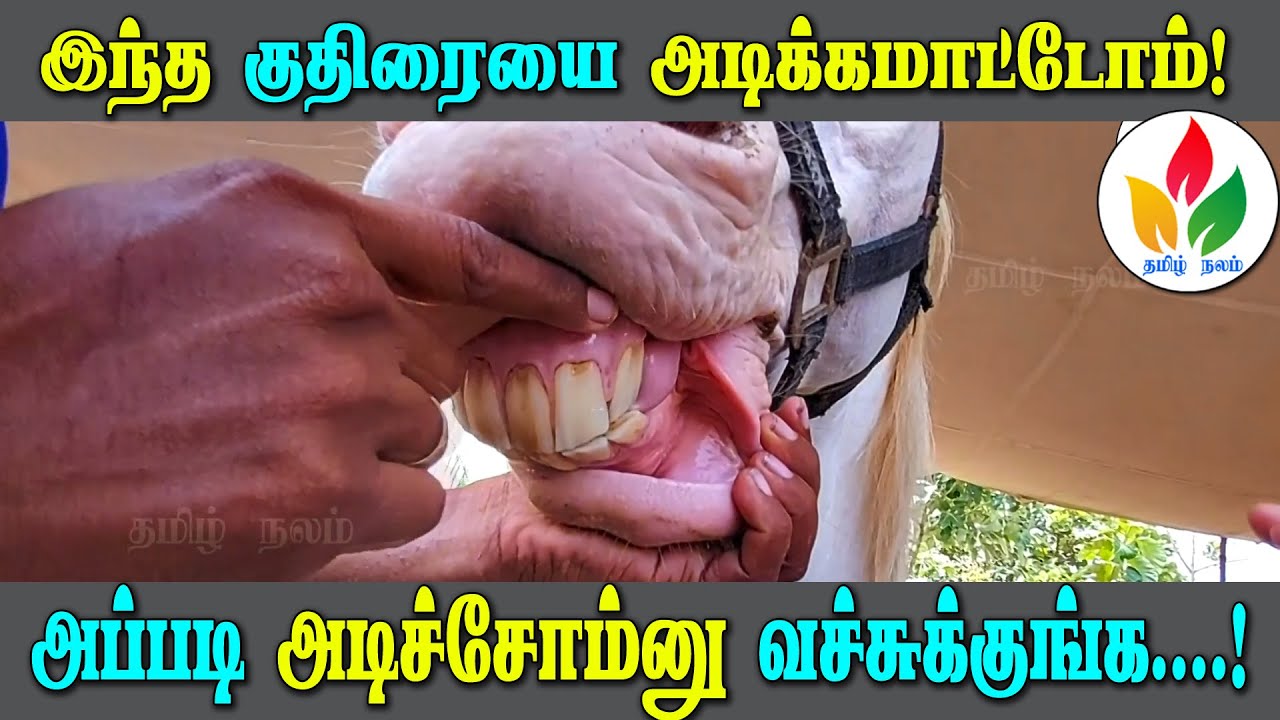 இந்த குதிரைக்கு இத்தனை திறமைகள் இருக்கு! | Kuthirai video | horse riding erode | horse farm tamil